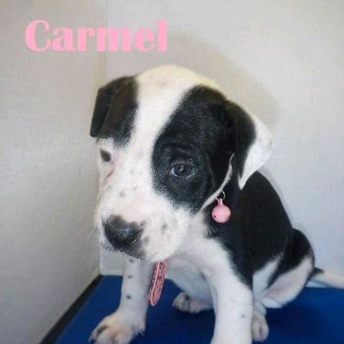 Carmel
