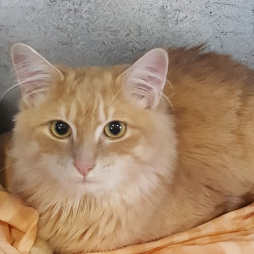 Cornelius