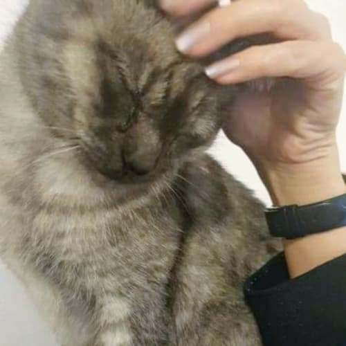 Phantom 