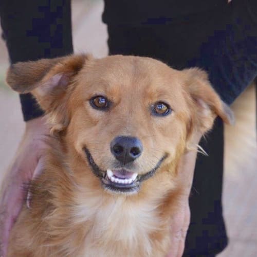 Storm D3927 - Adoption Pending