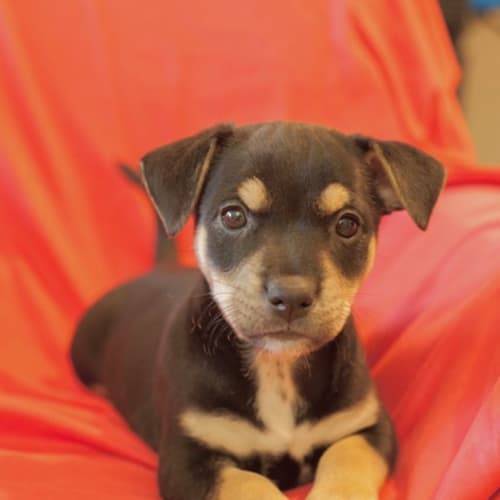 Isabel D3921 - Adoption Pending