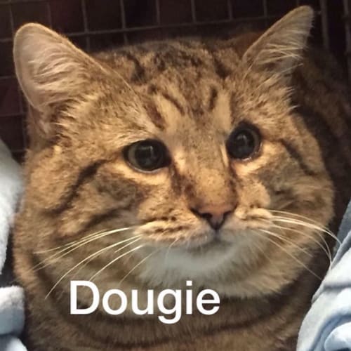 Dougie