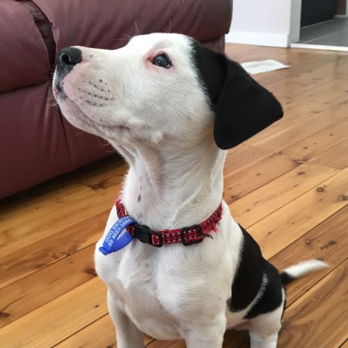 Marty ~ Bull Arab x Catahoula puppy (On Trial 27/8
