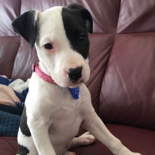 Valerie ~ Arab x Catahoula (on trial 15/10/18)