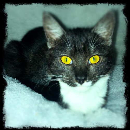 Takiwa Adoption price reduced 