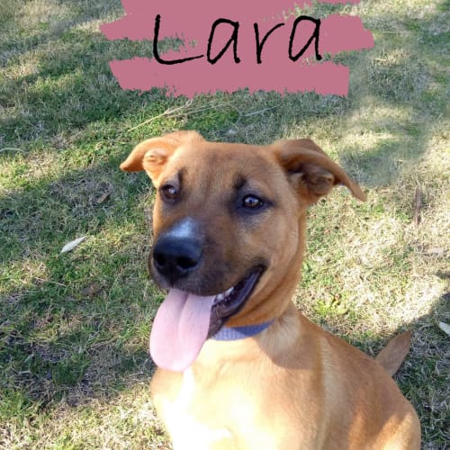 Lara