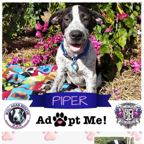 Piper