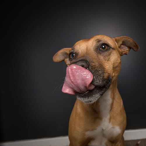 Willow ~ Staffy X (on trial 4/8/18)