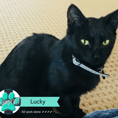 Lucky