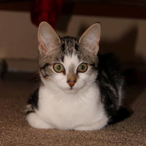 Zygon **2nd Chance Cat Rescue**