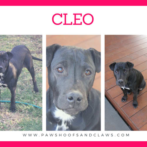 Cleo