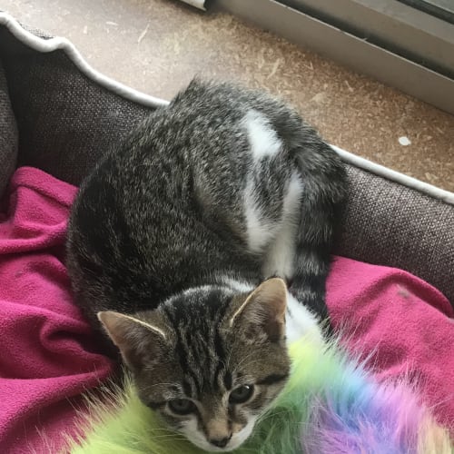 Stormi the talented tabby kitten!