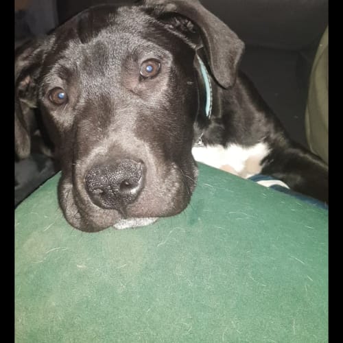 Tyson