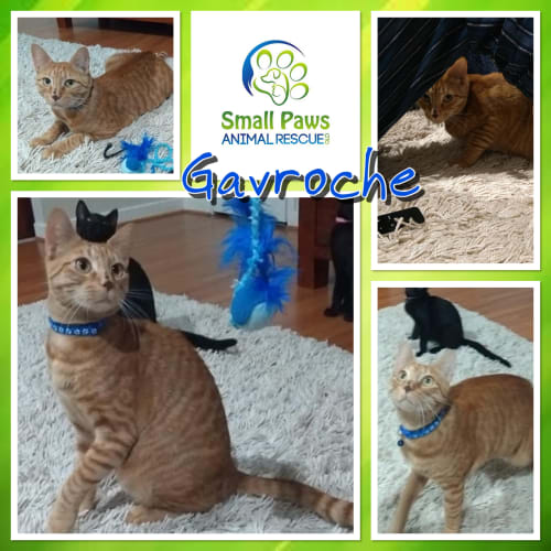 Gavroche