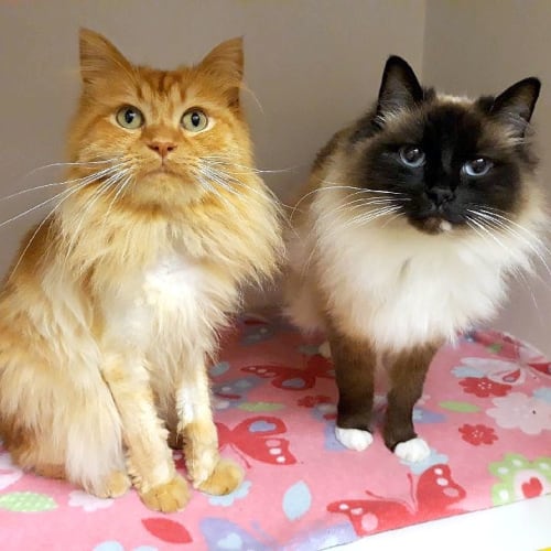 Ginger & Eve