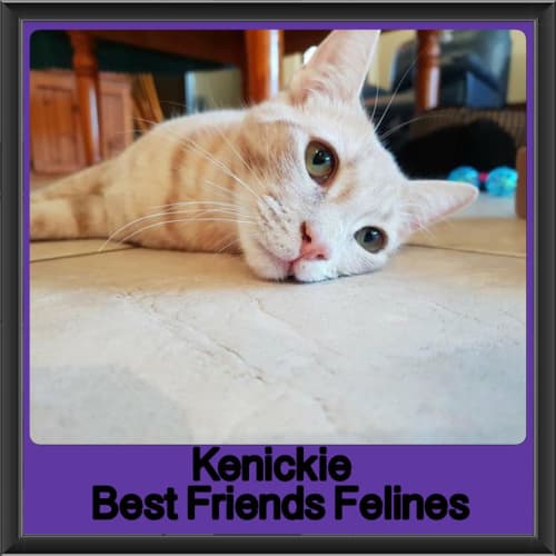 Kenickie 