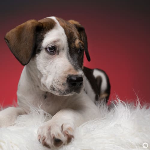 Max ~ Bull Arab x Catahoula (on trial 29/9/18)
