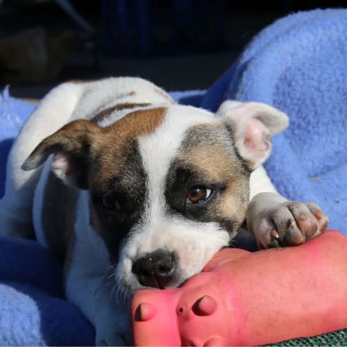 Lucy ~ Staffy x puppy (on trial 11/8/18)