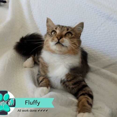 Fluffy 