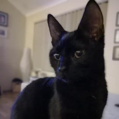Dora C1438 - On trial 08/08/18