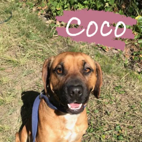 Coco
