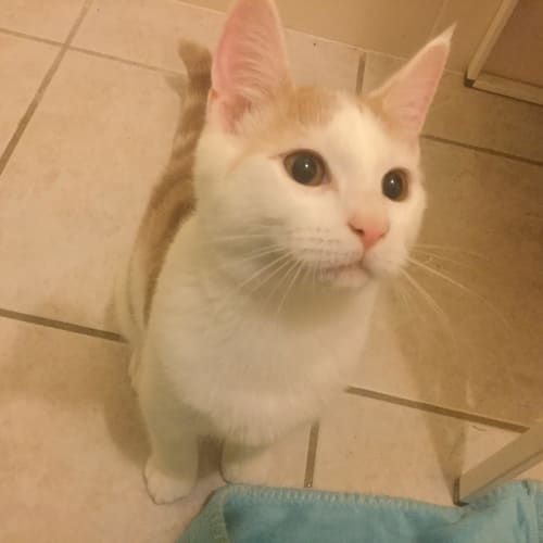 Arlo