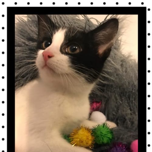 Charlotte- meet me at Pets Domain Corio Sunday!