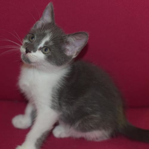 Domino 