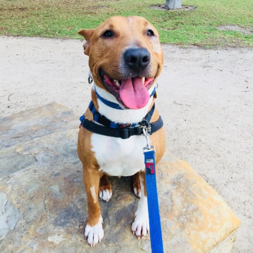 Tyson