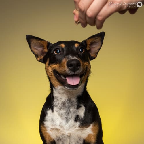 Turi ~ 8 month Kelpie X (on trial 8/9/18)