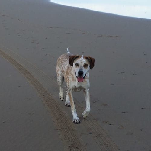 Honey ~Cattle Dog x Great Dane (on trial 11/10/18)