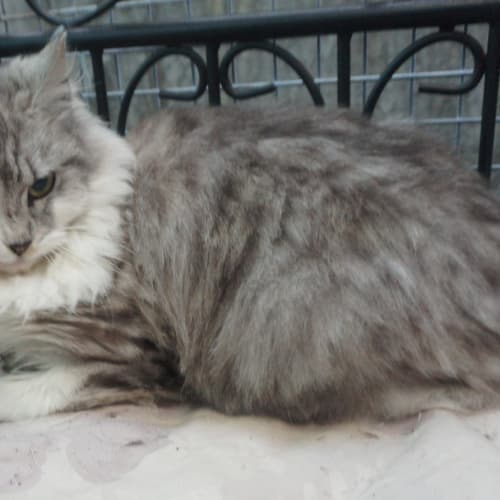 Willow