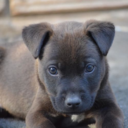 Floyd