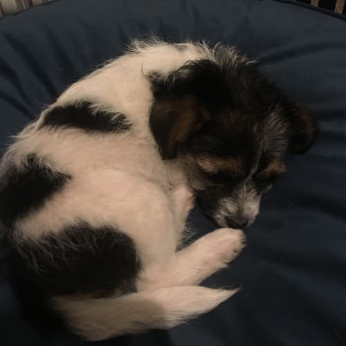Milo