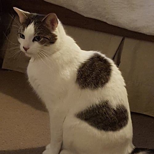 Edward **2nd Chance Cat Rescue**