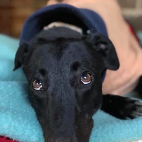 Gomez (Adoption Pending)