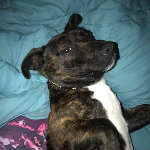 Marshal **On Trial**