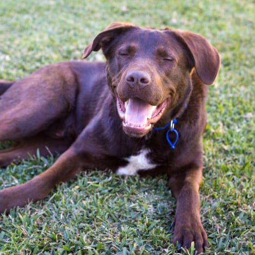 Tucker ~ 2yo Labrador X Kelpie (On Trial 23/8/18)