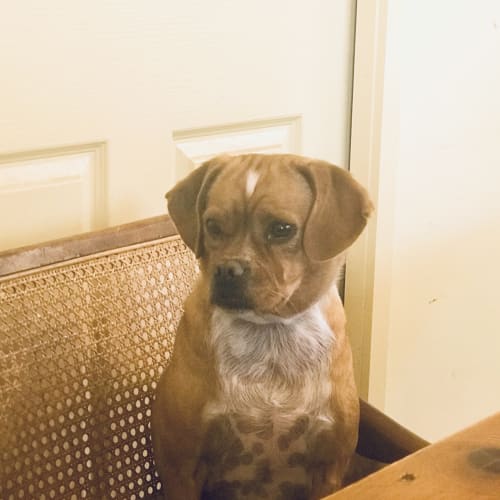 Lulu 