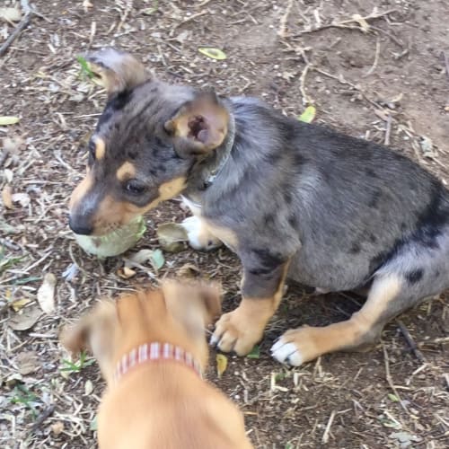 Inky and Splotch (Inky adopted/not available)