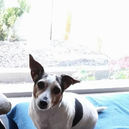 Daisy