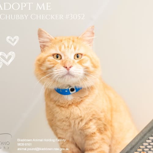 Chubby Checker (3052)