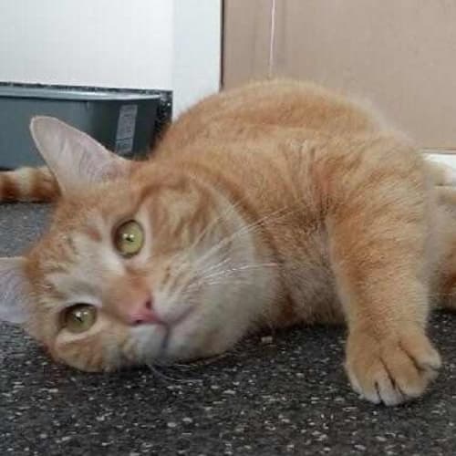 Pete