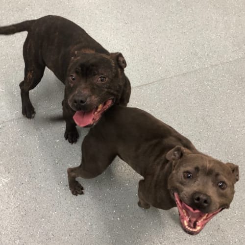Ruby & Tank