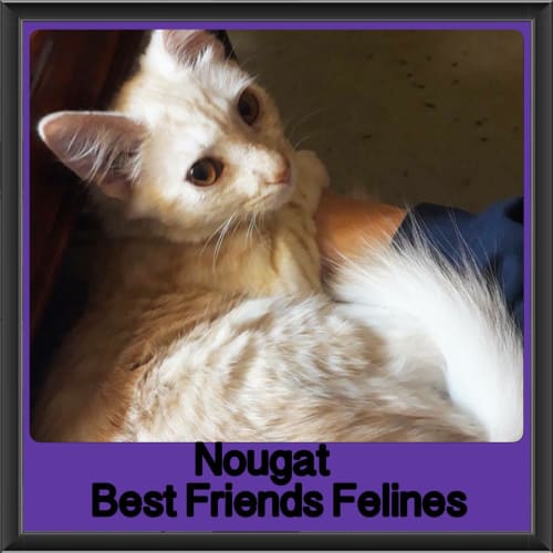 Nougat