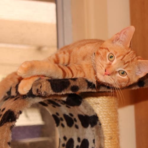 Nacho **2nd Chance Cat Rescue**