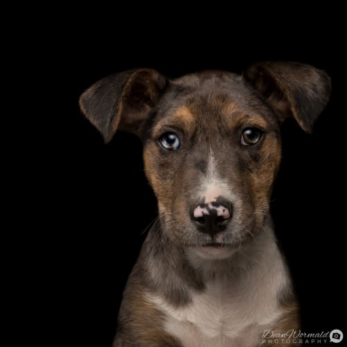 Comet ~ Koolie x BC puppy (On Trial 22/8/18)