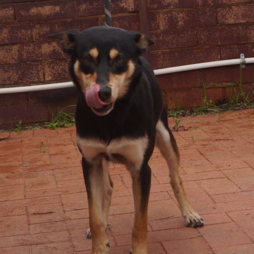 Drover