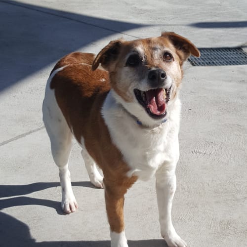 Ringo