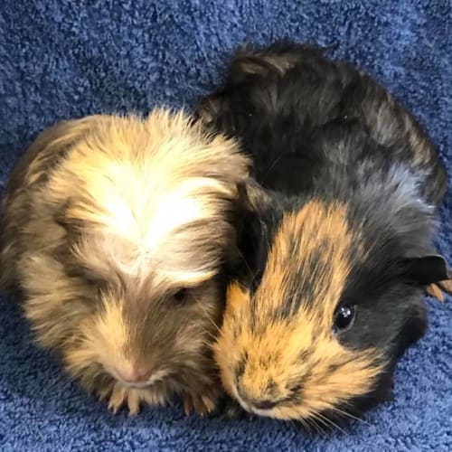 Buddy and Joey